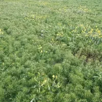 زیره .زیره سبز  و‌نخود دیم و کاه نخود و کاه زیره