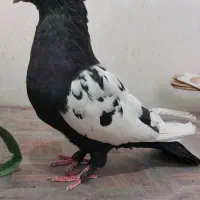 تعدادی کفتر|پرنده|شیراز, محراب|دیوار