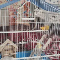 عروس هلندی با قفس