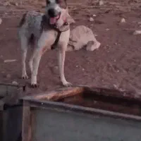 گم شده|سگ|قزوین, |دیوار