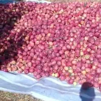 سیب قرمز|خوردنی و آشامیدنی|سیلوانه, |دیوار