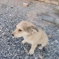 سگ پا کوتاه نر|سگ|کهریزک, |دیوار