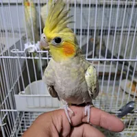 عروس هلندی لوتینو زعفرانی،مرغ عشق قناری کبوتر طوطی|پرنده|بجنورد, |دیوار