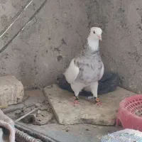 طوقی