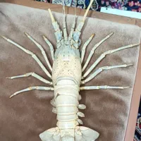 دکوری،تزیینی،کلکسیونی،هنری