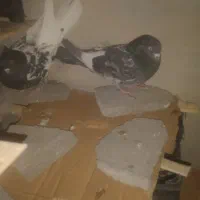 خریدوفروش انواع پرنده|پرنده|پاتاوه, |دیوار