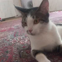 گربه گمشده|حیوانات|مشهد, کارگران|دیوار
