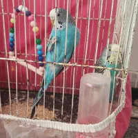 مرغ عشق جوان