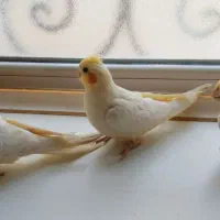 سه عدد عروس هلندی یک جفت دوماهه ویک عددیکساله