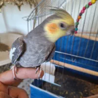 عروس هلندی سخن گو