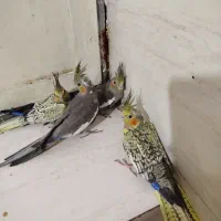 جوجه عروس هلندی|پرنده|بندر گناوه, |دیوار