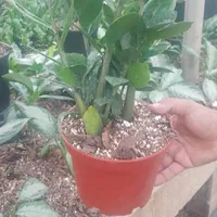 گل آپارتمانی،زاموفلیا، آگلونما و.عمده تحویل رایگان|گل و گیاه طبیعی|تهران, شهرک محلاتی|دیوار