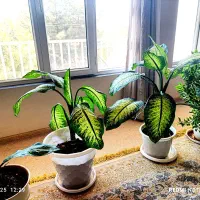 دیفن باخیا شیک وزیبا در اندازه های مختلف|گل و گیاه طبیعی|پاوه, |دیوار