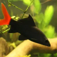 شارک دم قرمز