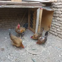 مرغ و خروس...جوجه مرغ