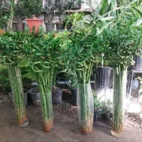 بامبو پیچ تازه درجه یک کیفیت عالی