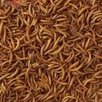 لارو حشرات - مگس - میلورم