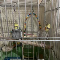 طوطی عروس سخنگو رام  آواز خوان باهوش