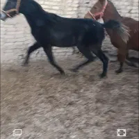 مادیون|اسب و تجهیزات اسب‌سواری|دشتابی, |دیوار