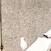 کفتر مغلوف نر چپش نارنجی گم شد