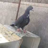 کفتر نقش و پرشی|پرنده|اردکان, |دیوار