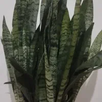 گل سانسوریا