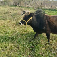 گاو فروشی.چهار ماهه حامله|حیوانات مزرعه|تالش, جوکندان|دیوار