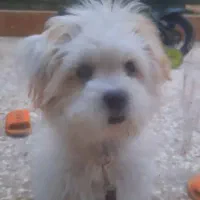 واگذاری رایگان سگ شیتزو سفید قهوه ای