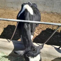 گاوشیری|حیوانات مزرعه|جوادآباد, |دیوار