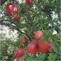 فروش انار درجه یک سیدون شیرین و میخوش