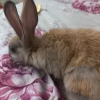 واگذاری خرگوش ۲۰۰ تومان