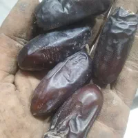 خرما ربی ارگانیک|خوردنی و آشامیدنی|بمپور, |دیوار