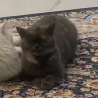 گربم‌گم‌شده از یابنده مژده گانی پرداخت میشه