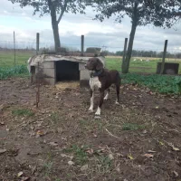 سگ  نگهبانی بگیر