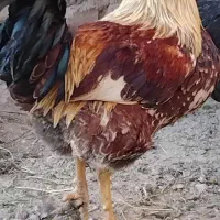 نیم چه کاکلی مطابق عکس|حیوانات مزرعه|گلپایگان, |دیوار