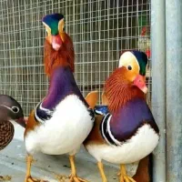 جوجه اردک زینتی