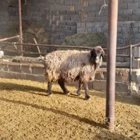 شیشک میش|حیوانات مزرعه|مرودشت, نقش رستم|دیوار