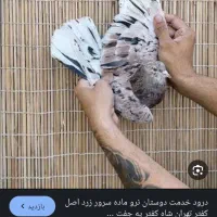 کفتر|پرنده|سمنان, |دیوار