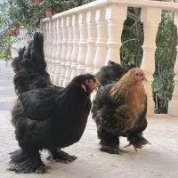 مرغ خروس برهما بلک بلو بوف