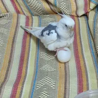 طوطی عروس آلبینو دوکت گمشده به اسم مروارید