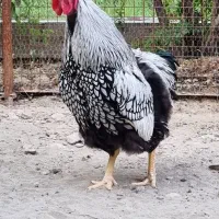 جوجه ویاندوت (مرغ و خروس فروش ندارم فقط جوجه)