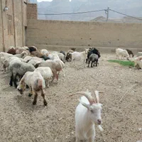 گوسفند زنده و گوشتی همراه با قصاب|حیوانات مزرعه|یزد, |دیوار