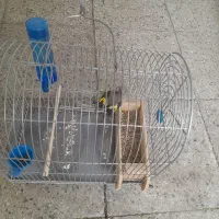 فروش سیره ماده|پرنده|بروجرد, |دیوار