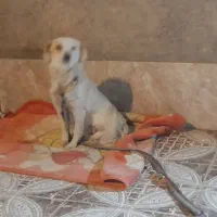 سگ گلدن رتریور|سگ|زابل, |دیوار