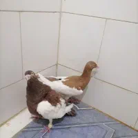 کبوتر یهودیی|پرنده|شادگان, |دیوار