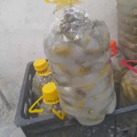 خیارشور تازه ابسرده