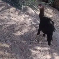 مرغ محلی|حیوانات مزرعه|بمپور, |دیوار