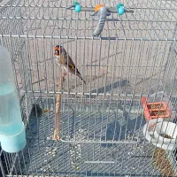 فروش سهره بخون بکوب سرمای جوجه قفس