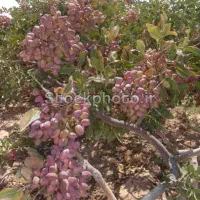 *هرس پسته پیوند پسته *