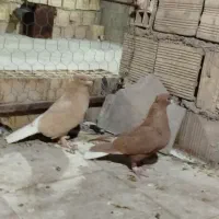 زردم سفید کرمانی کاکلی